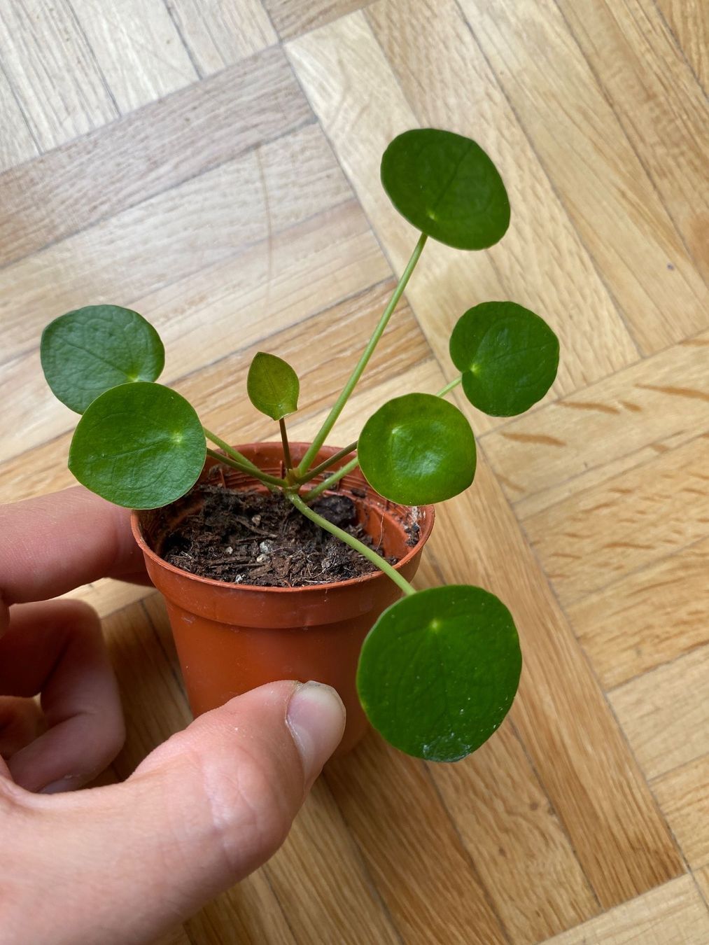 Piante & sementi: Ufopflanze Pilea peperomioides Baby – Usato da Affoltern am Albis venduto da Michi_1414