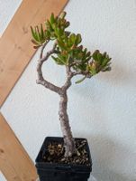 geldbaum jade finger crassuala ovata 33cm