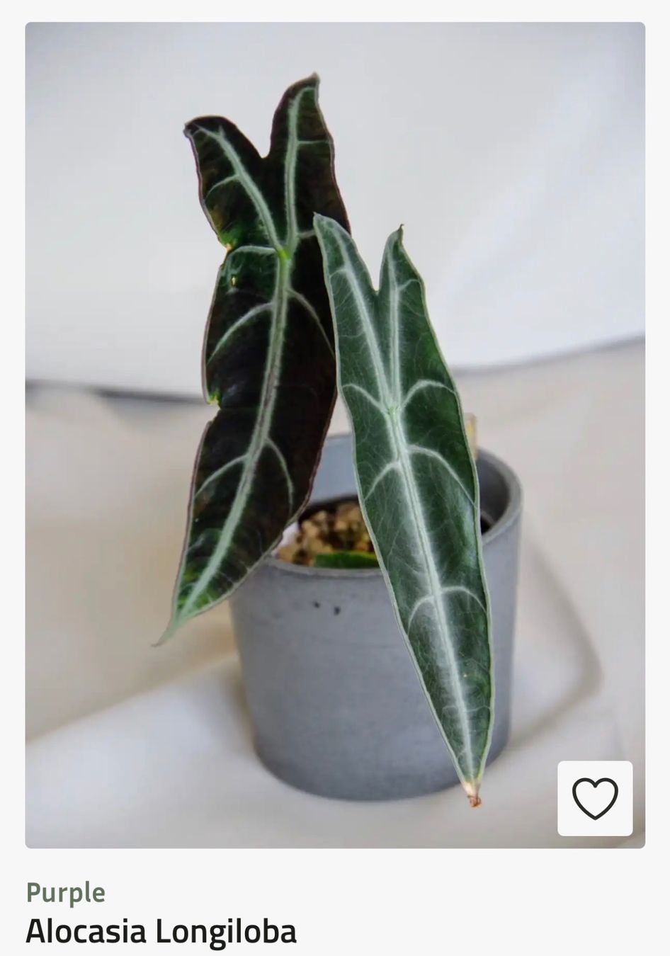 Piante & sementi: Alocasia Longiloba Purple – Nuovo (secondo la descrizione) da Scherzingen venduto da Elefantenohr.ch