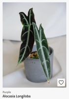 Alocasia Longiloba Purple