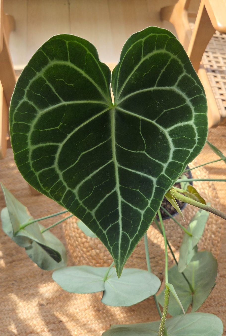 Plantes & graines: Anthurium crystallinum ODER clarinervium (ca. 40cm) – D'occasion à Zürich par wile_coyote 5