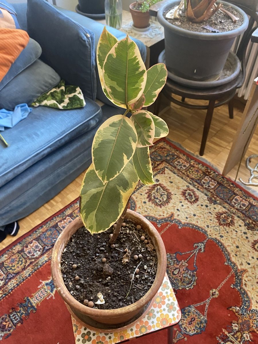 Pflanzen & Samen: Ficus elastica – Neu (gemäss Beschreibung) aus Zürich von lau_7vd8