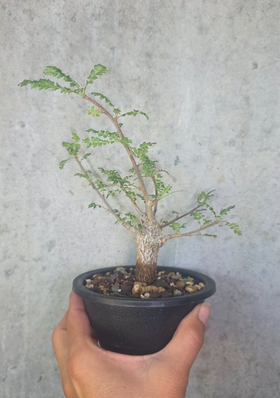 Piante & sementi: **Rarität** Boswellia neglecta – Nuovo (secondo la descrizione) da St.Erhard venduto da Plumilandschweiz 4