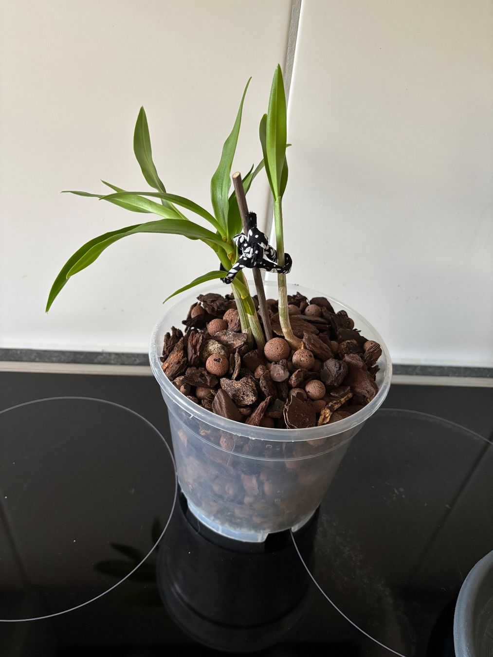 Plantes & graines: Schöne Pflanze – D'occasion à Schaffhausen par sina_feivel 1