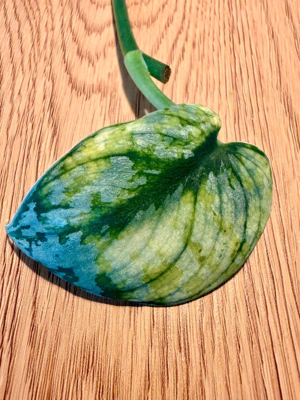 Plantes & graines: Scindapsus bakunawa variegated – D'occasion à Kaiseraugst par dka_b97z
