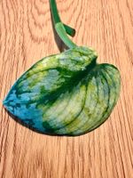 Scindapsus bakunawa variegated