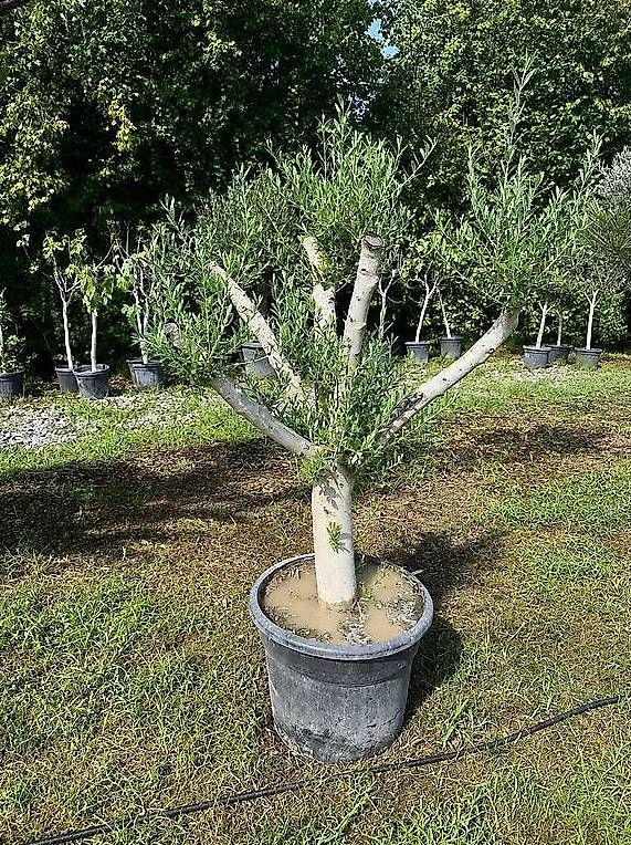 Piante & sementi: Olivenbaum "winterhart" – Nuovo e nell'imballaggio originale da Zuckenriet venduto da Thur_Plant 1