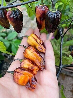 Pflanzen & Samen: Piment de collection  BLACK PHANTOM  2g – Gebraucht aus Bremblens von FIBONACCI369
