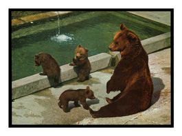 OURS-OURSONS "La fosse aux ours" Bern / Berne