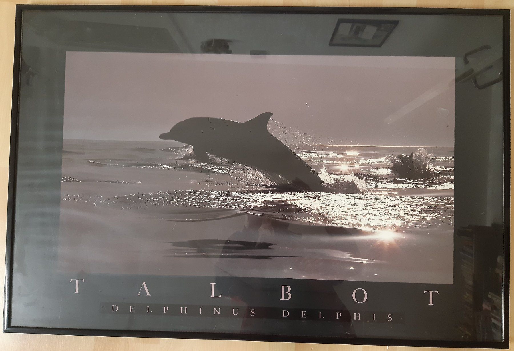 Foto & Immagini: Delfin-Poster gerahmt – Usato da Gretzenbach venduto da Grezzo