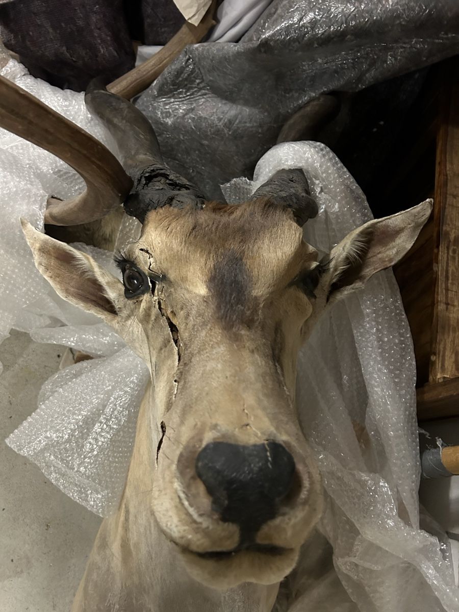 Il mondo degli animali: Elan Antilope Trophäe Jagdtrophäe Afrika Deko Hirschgeweih – Usato da St. Gallen venduto da Mit_Preisvorschlag 1