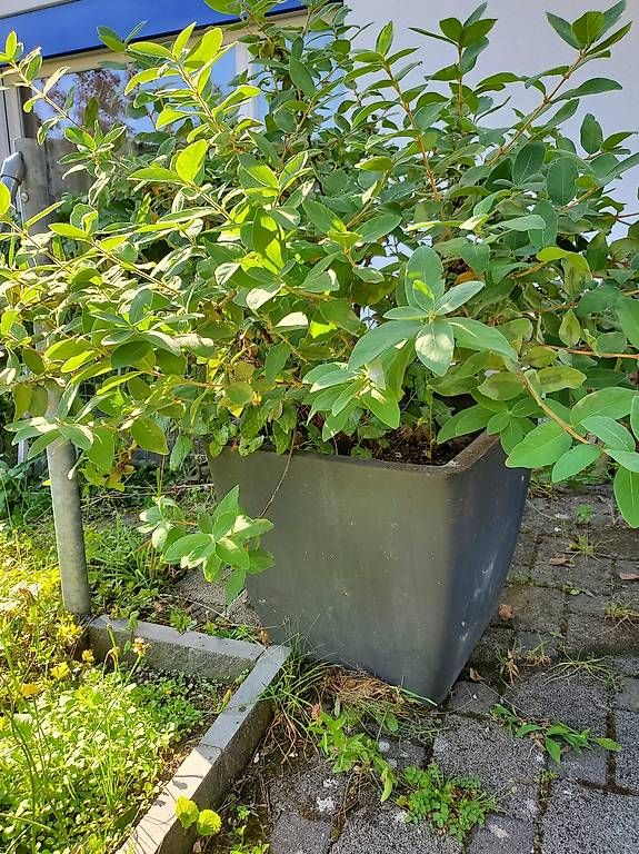 Vasi per fiori: Topf inkl. Maibeere – Usato da Erlinsbach SO venduto da roman728 1