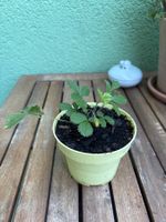 Walderdbeer-Steckling Jungpflanze
