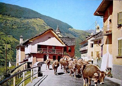 Ansichtskarten: DANGIO V. Blenio, Kühe – Gebraucht aus Jona von philajona