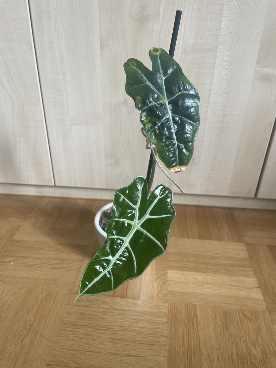 Plantes & graines: Alocasia Polly – D'occasion à Bern par zoe_zkb5
