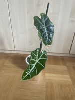 Alocasia Polly