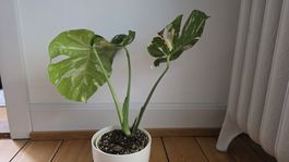 Monstrea Verigata Thai 