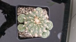 Lophophora Fricii, Aussaat 2007