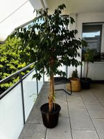 Große Birkenfeige (Ficus benjamina) zu verkaufen