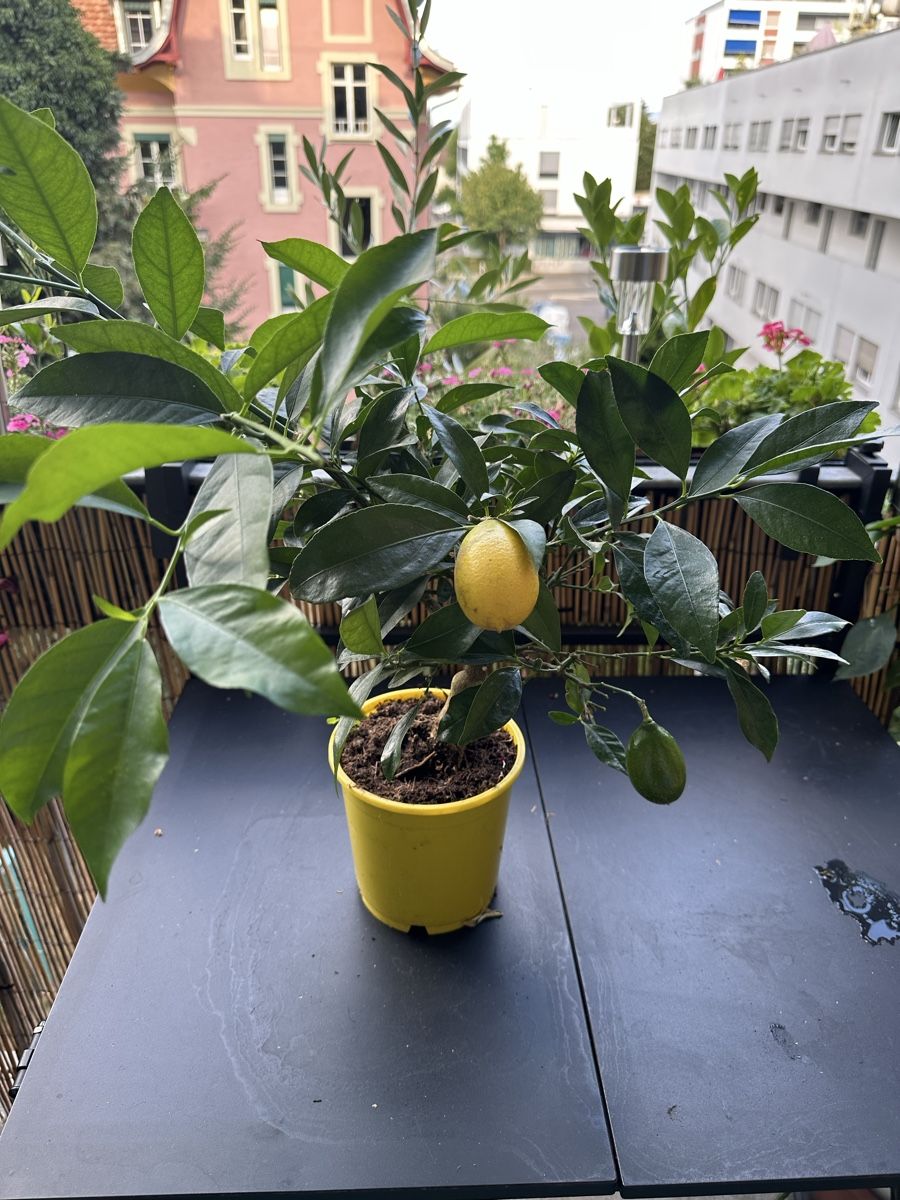 Plantes & graines: Citrus  Limone  50cm – D'occasion à Bern par womiman 1