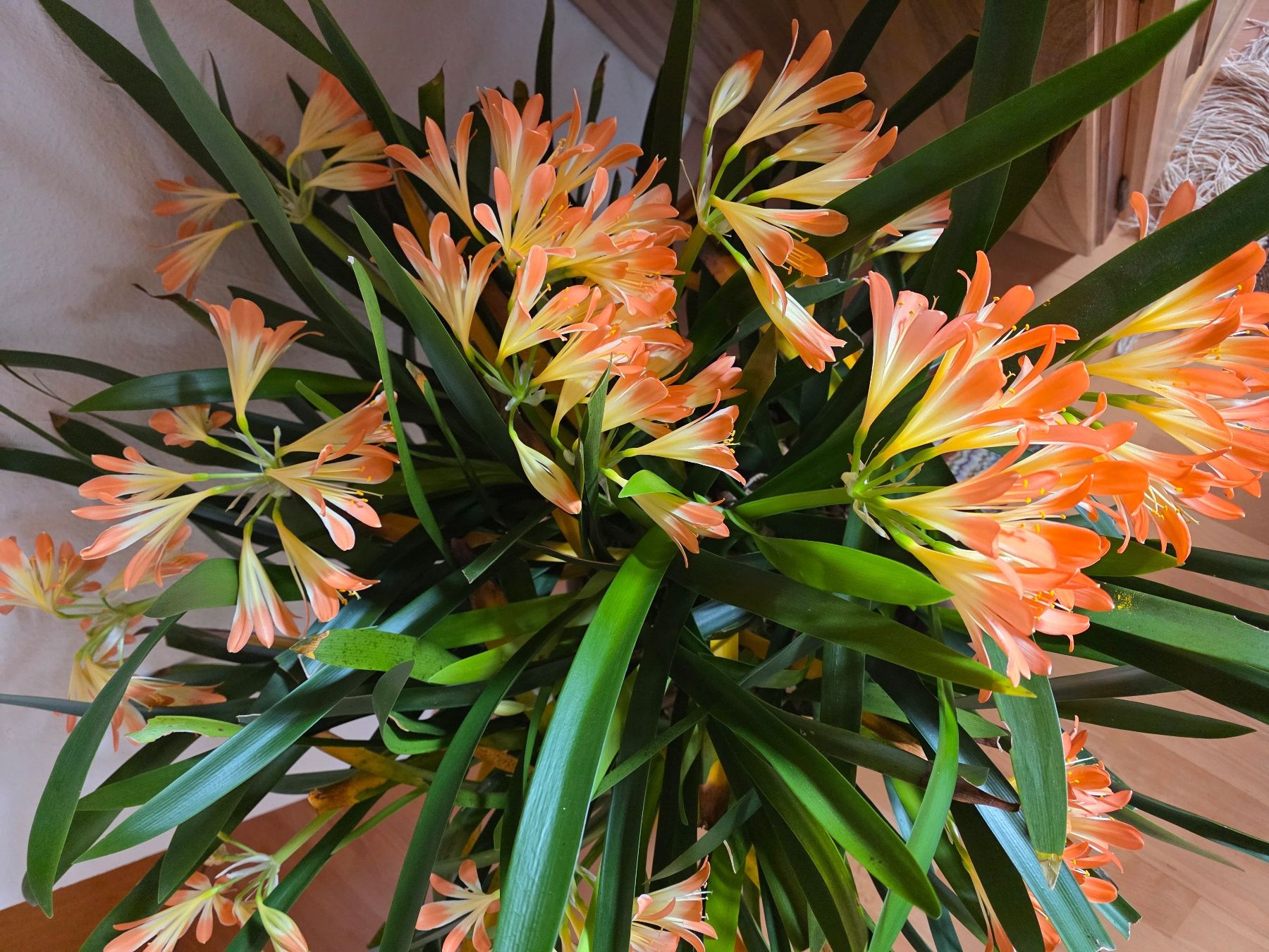 Piante & sementi: Clivia miniata / Klivie, orangeblühend – Nuovo (secondo la descrizione) da Thalheim venduto da silvara01 8