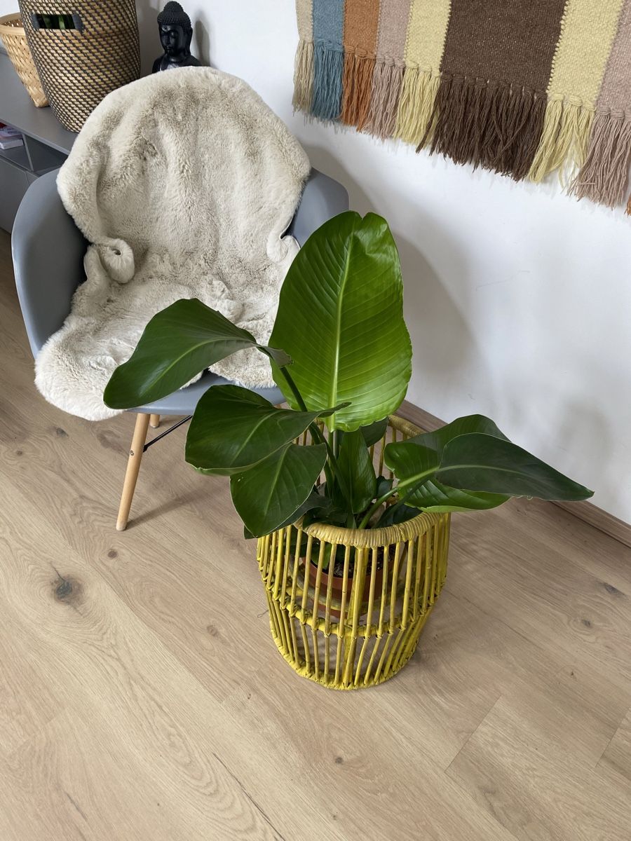 Interio Vasi per fiori: Stylischer Blumentopf Deko – Usato da Buchs ZH venduto da hipsternut 1