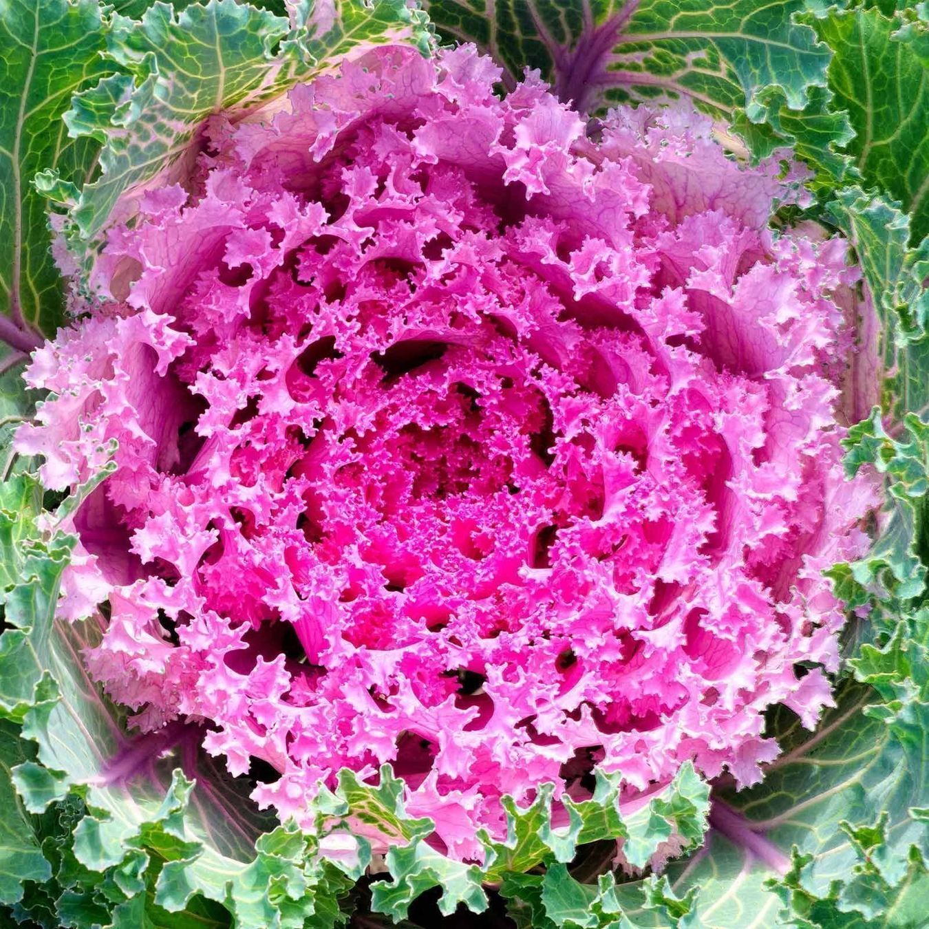Piante & sementi: 15 Samen Ornamentalkohl Pink Kamome – Nuovo (secondo la descrizione) da Ehrendingen venduto da VerveinaSamen 2