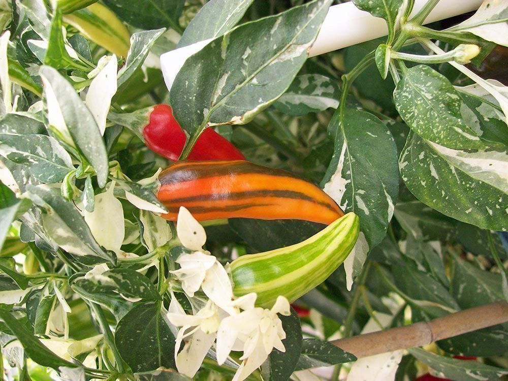 Piante & sementi: Piment pepper fish  10g – Nuovo (secondo la descrizione) da Bremblens venduto da FIBONACCI369 2