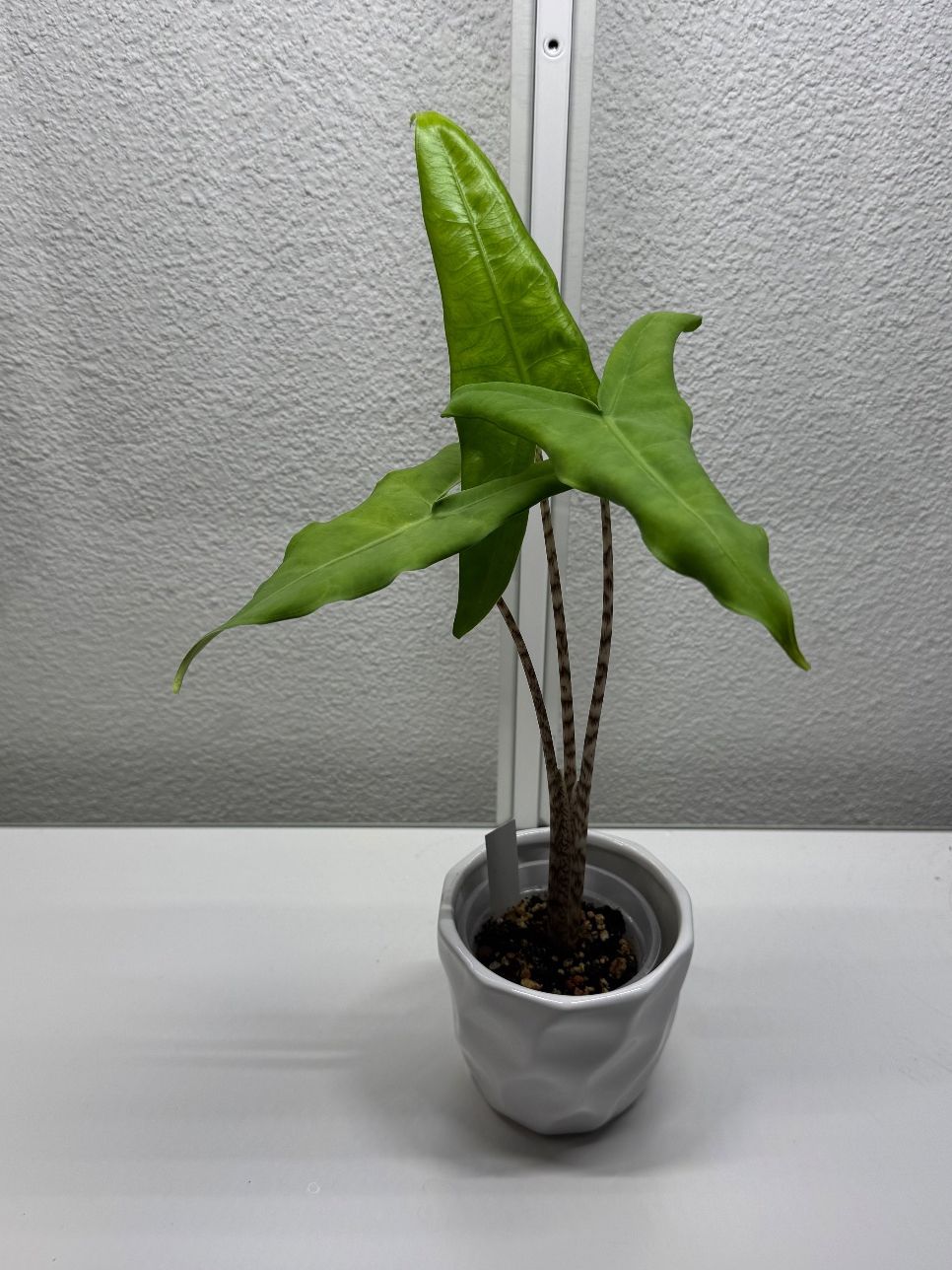 Pflanzen & Samen: Alocasia Tigrina Baby – Gebraucht aus Goldau von pflanzly