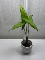 Alocasia Tigrina Baby