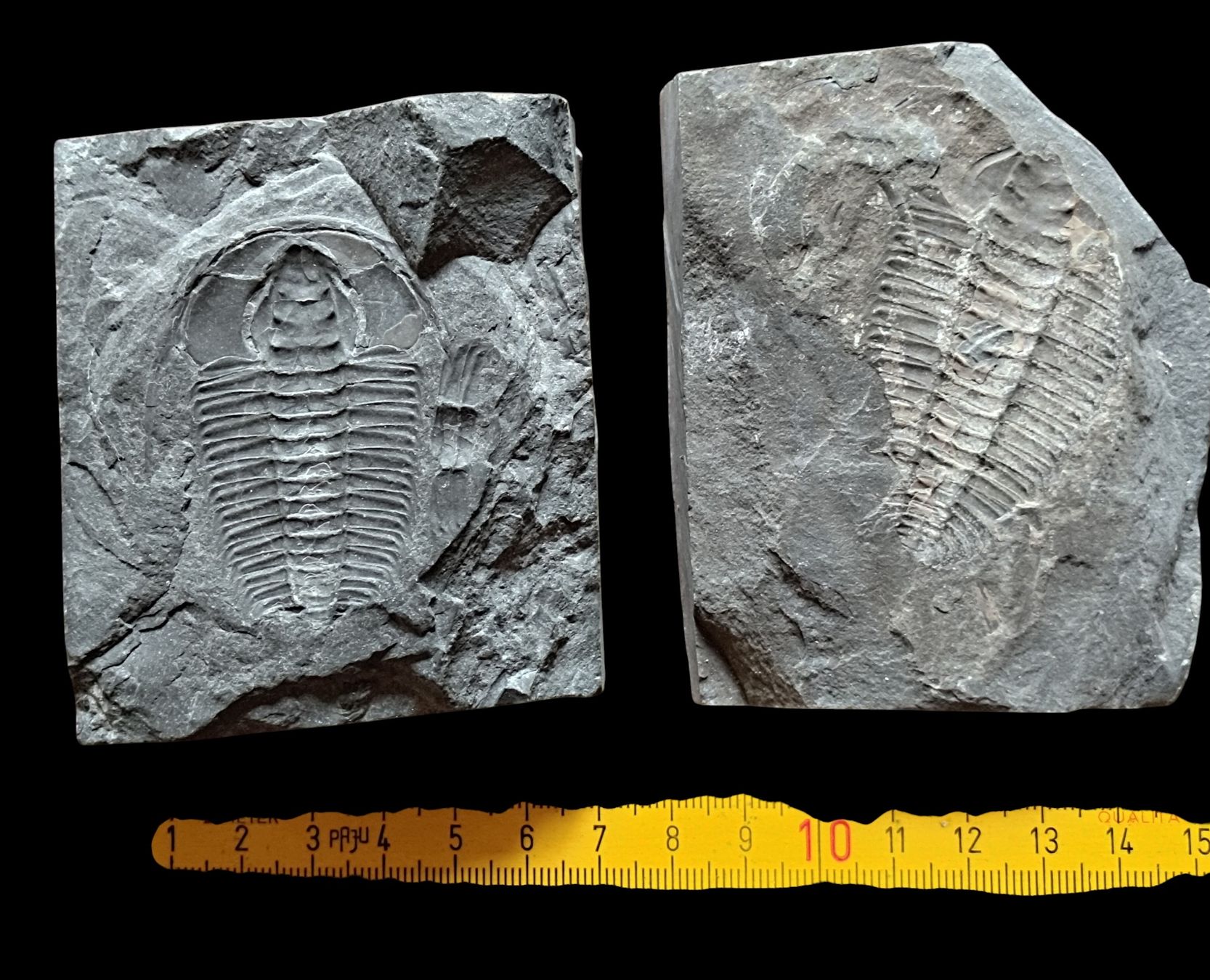Fossili: Trilobite dell'ordine Phacopida – Nuovo (secondo la descrizione) da Lugano venduto da fbo_82wg