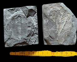 Trilobite dell'ordine Phacopida 2 pz