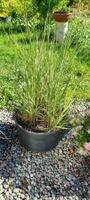 Winterhartes Ziergras 'Cheyenne Sky' im Topf, Herbst