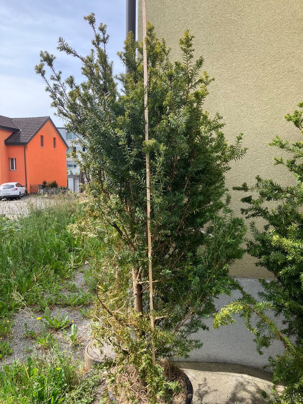 Piante & sementi: Eibe 190cm – Usato da Gossau SG venduto da skalar01