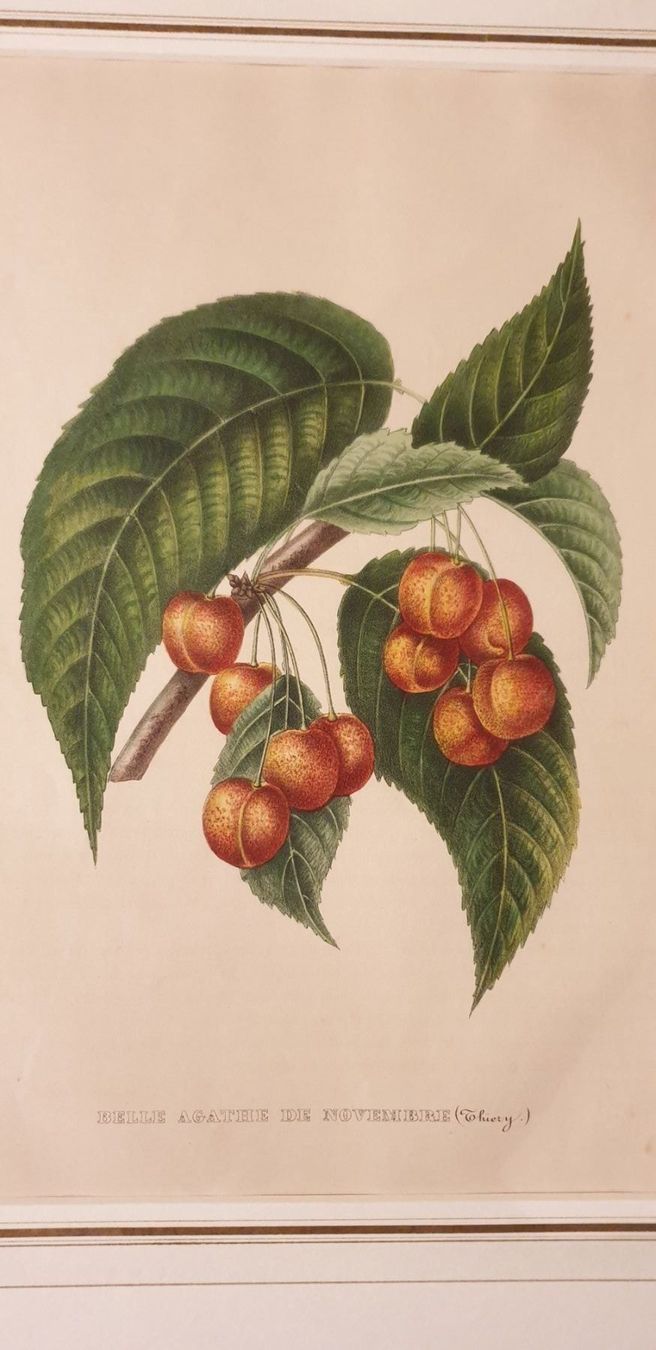 Incisioni: Stich um 1840 – Usato da Winterthur venduto da han_m89f 1