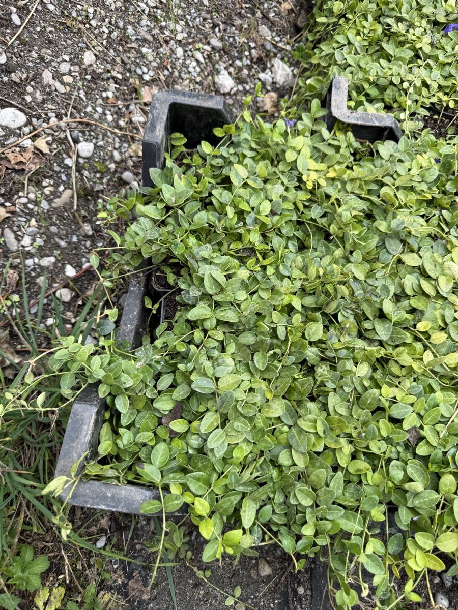 Piante & sementi: Vinca Minor – Nuovo e nell'imballaggio originale da Adligenswil venduto da alessandro2007 1