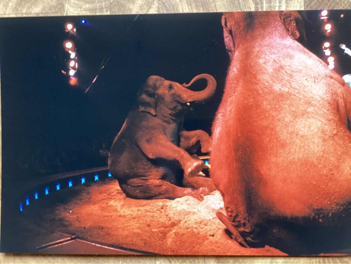 Foto & Immagini: Circus Knie Foto 1999 – Usato da Reichenbach i. K. venduto da astra2010