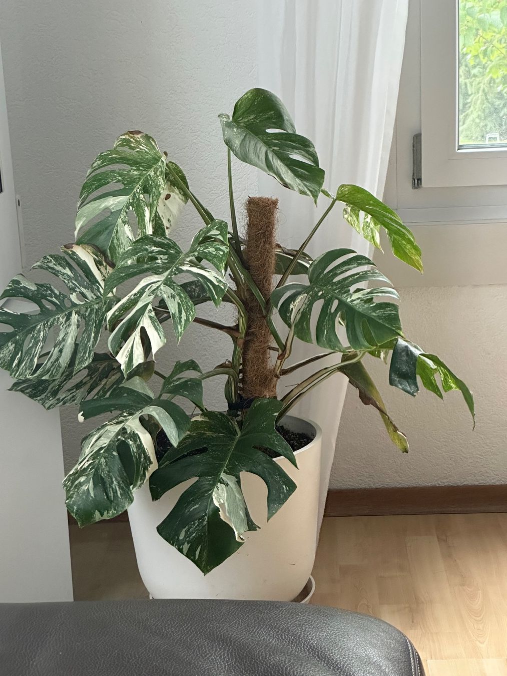 philodendron liane Philodendron Lemon Lime for Sale main image 1