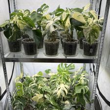 Profile image of RackPlants
