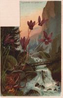 Alte Karte Blumen Alpenveilchen, Cyclamen Europaeum, Litho