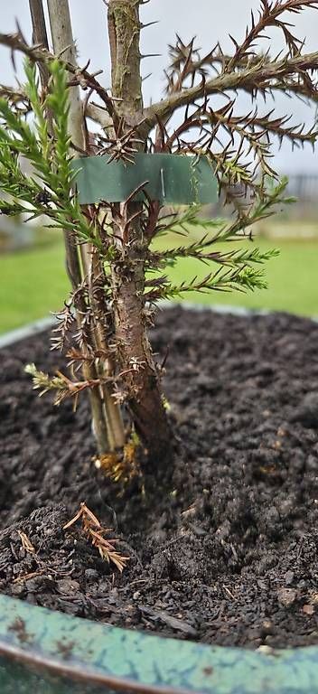 Pflanzen & Samen: Sequoia sempervirens Bonsai – Gebraucht aus Pfaffnau von Hawaiano 3