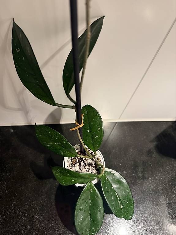 Piante & sementi: Hoya Carnosa 3 pieds#5 – Usato da Spiez venduto da Lunelu 3