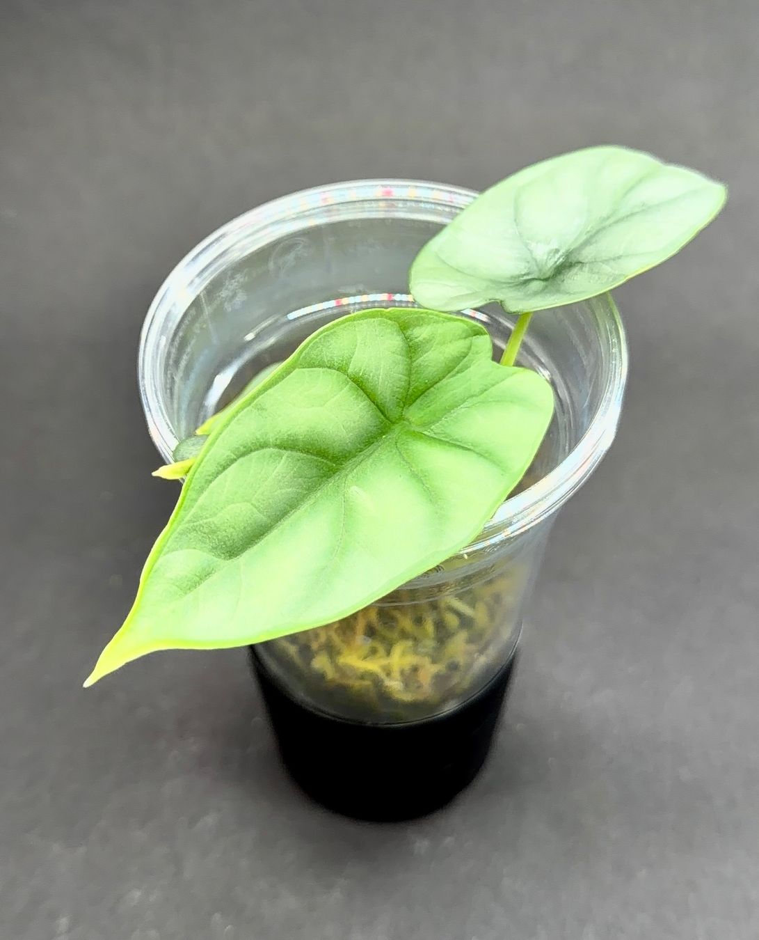 Piante & sementi: 🌿 Alocasia 'Silver Dragon' #2 – Usato da Zürich venduto da jpquast