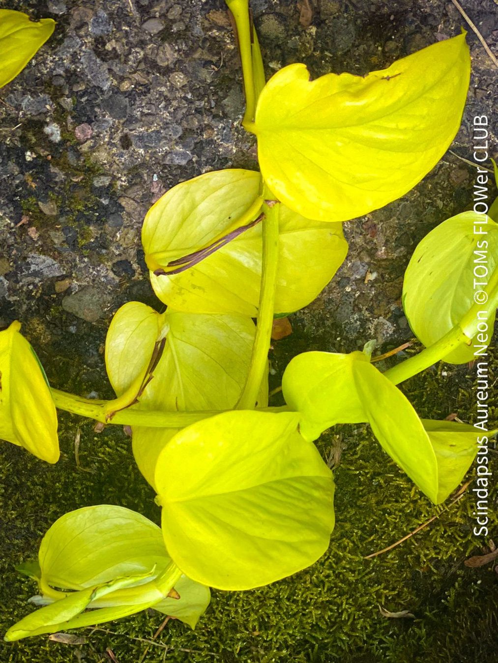 Piante & sementi: Scindapsus Aureum Neon - leuchtend gelb - stark & robust – Nuovo e nell'imballaggio originale da Adliswil venduto da astom369 8