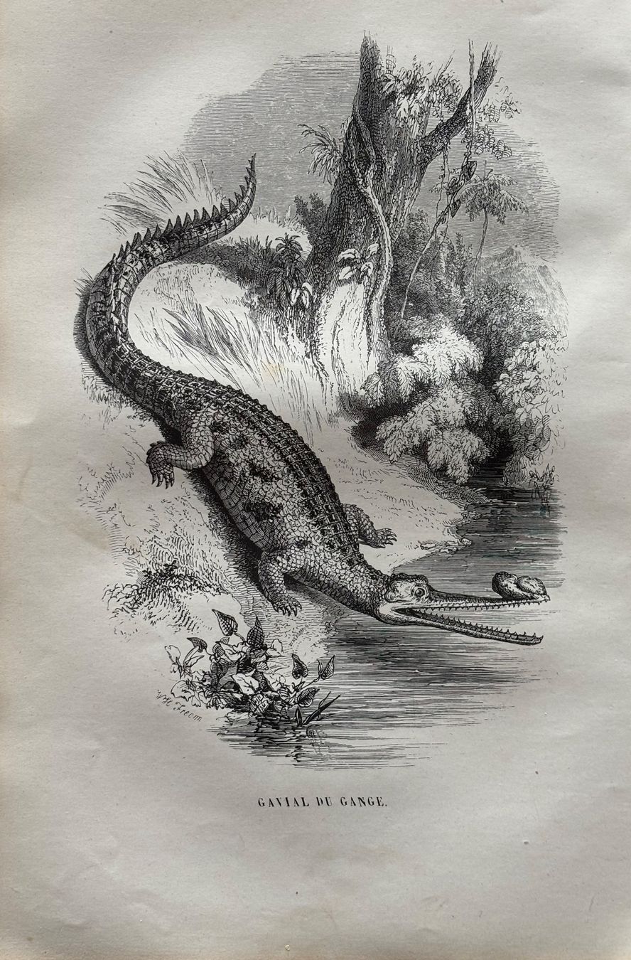 Incisioni: Stahlstich 1843 - Krokodil – Usato da Frauenfeld venduto da Merk52