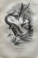 Stahlstich 1843 - Krokodil