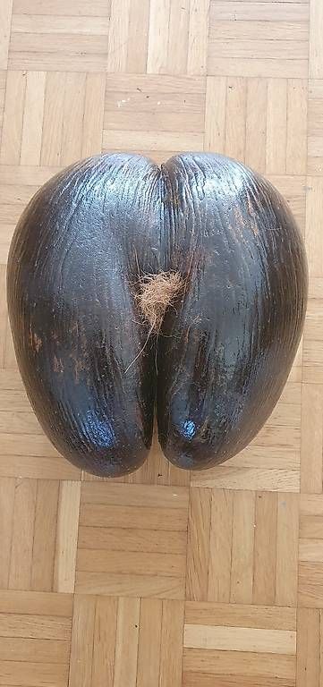 Tutte le decorazioni: Coco de Mer Special one – Usato da Horgen venduto da SfinGren