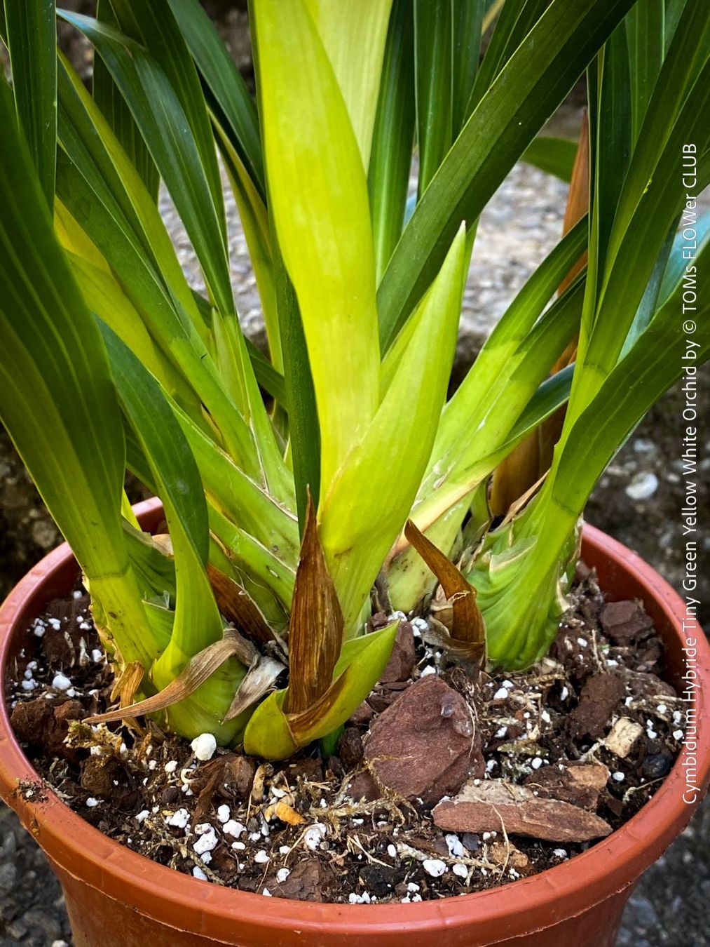 Piante & sementi: Cymbidium Hybride Tiny Green-Yellow-White Orchidee – Nuovo e nell'imballaggio originale da Adliswil venduto da astom369 4