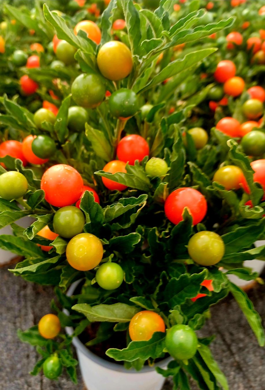 Pflanzen & Samen: "Kirschevon Jerusalem" oder SOLANUM PSEUDOCAPISCUM. 20-30 cm – Neu und originalverpackt aus Rovio von POSITIFFARTandPLANTS 2