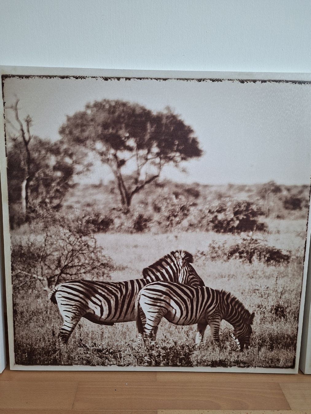 Foto & Immagini: Bilder Reihe Safari – Nuovo (secondo la descrizione) da Meggen venduto da fab_wp67 2